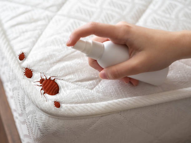 Best Emergency Pest Control  in El Lago, TX